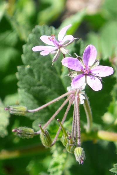 Erodium bec de Cigogne